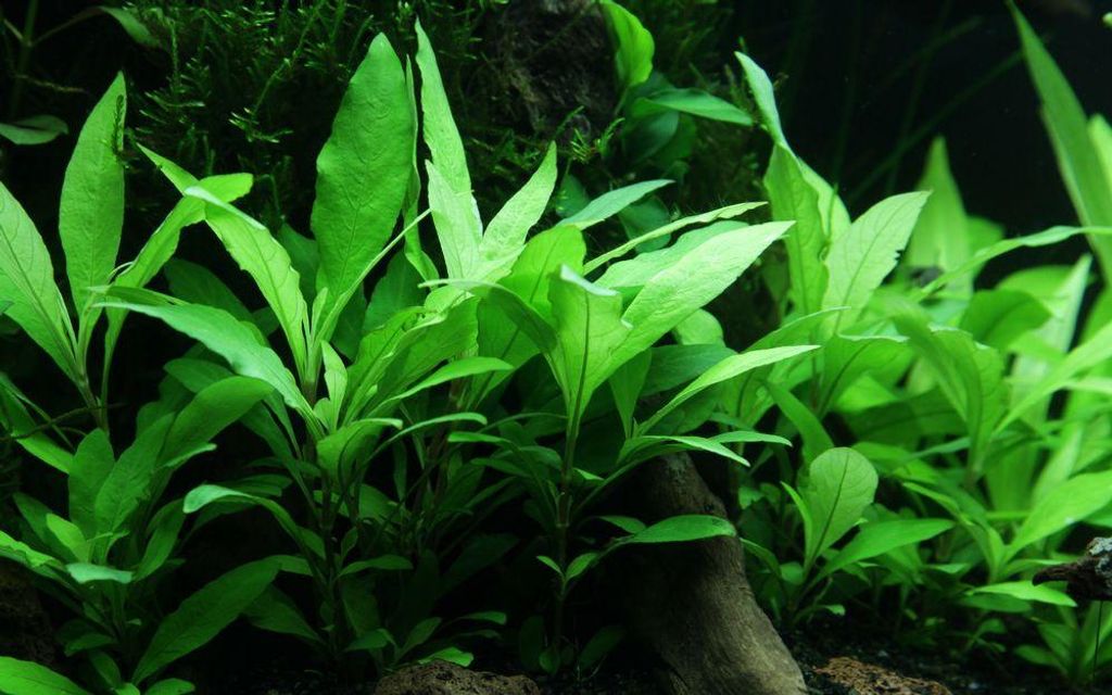 Aquarium Pflanze Hygrophila Siamensis 53B Wasserpflanzen Produktbild 