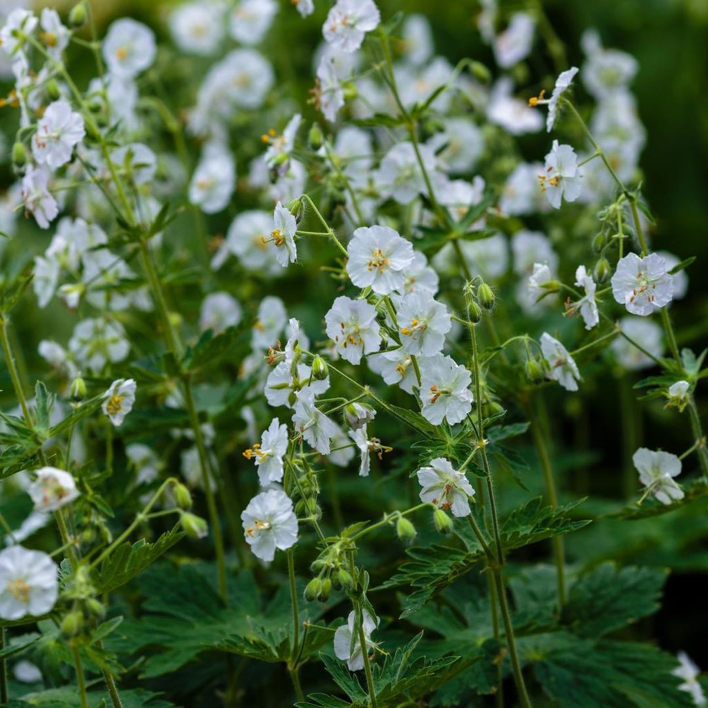 Geranium macrorrhizum White Ness - 6 roslin, srednica 9cm - Zdjęcie produktu 