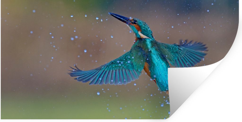 MuchoWow Wandtattoo Wandsticker Wandaufkleber Eisvogel - Fliegen - Blau 160x80 cm Selbstklebend und Repositionierbar - Sticker - Dekorfolie