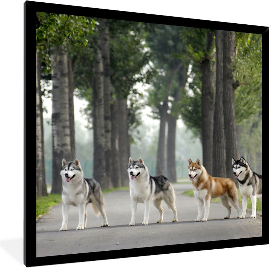 MuchoWow Gerahmtes Poster Vier Huskys zwischen den Bäumen 40x40 cm - Poster mit Schwarzem Bilderrahmen Wandposter Rahmen Foto Bilder - Mit Rahme...