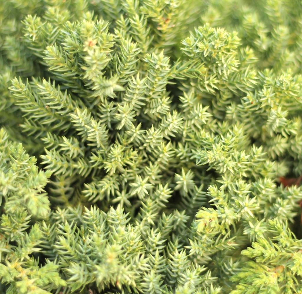 Wacholder Juniperus procumbens Nana auf einem Stamm veredelt 40 cm Hochstamm