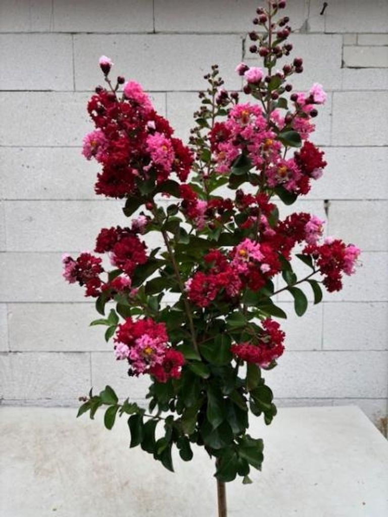 Hochstamm Chinesische Kräuselmyrte Dynamite - Lagerstroemia Produktbild 