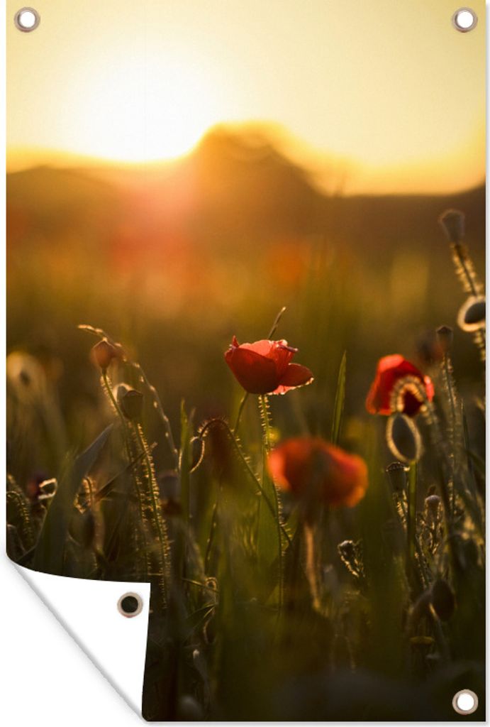 MuchoWow 80x120 cm Outdoor-Poster Gartendeko Sichtschutz Garten Poster für den Garten Mohn - Sonnenuntergang - Gold