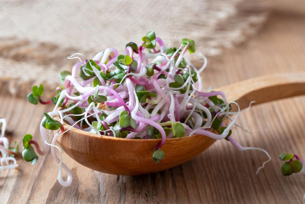 500 g Radieschen Sprossen Samen Keimsaat für Sprouts Microgreens