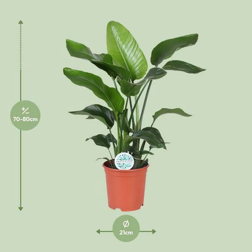 Strelitzia Nicolai pour Bureau et Espaces Ouverts | Pot Ø 21cm - 2