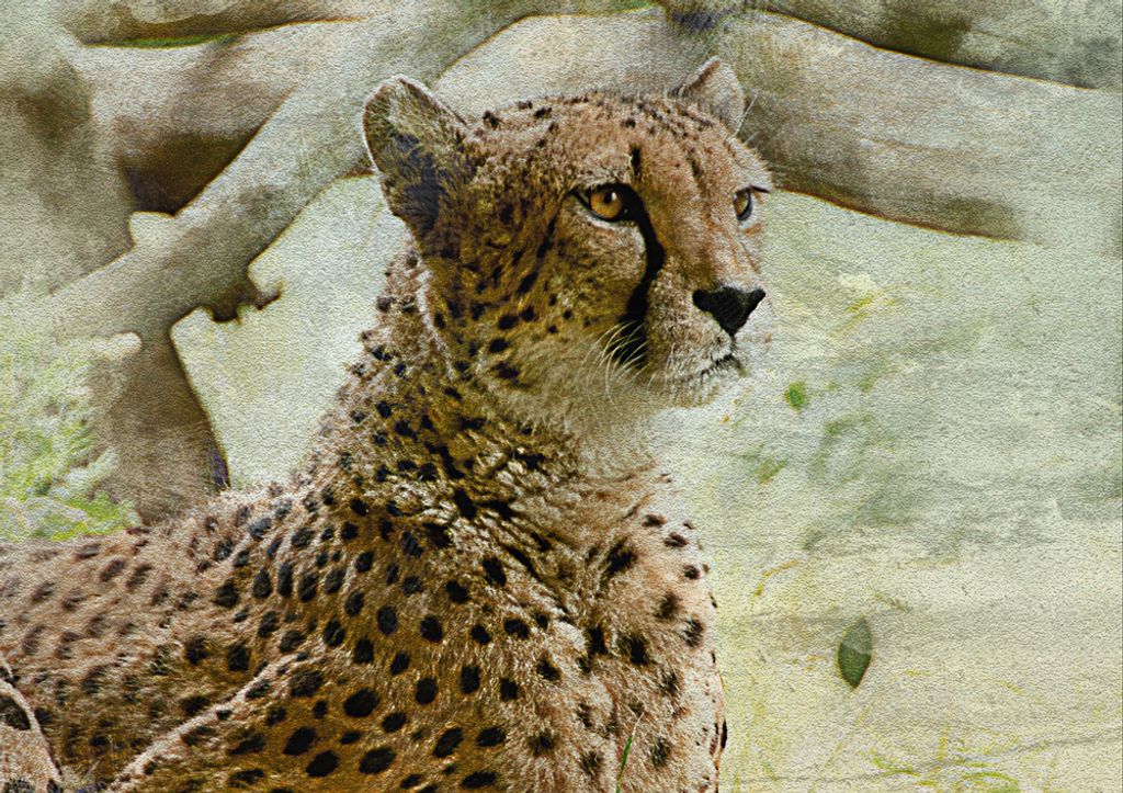 hansepuzzle 84162 - Gepard Puzzle, 130 Teile, Natur, 28,7 x 20,0cm mit hochwertiger Aufbewahrung, Kartonbox und wiederverschließbarem Beutel