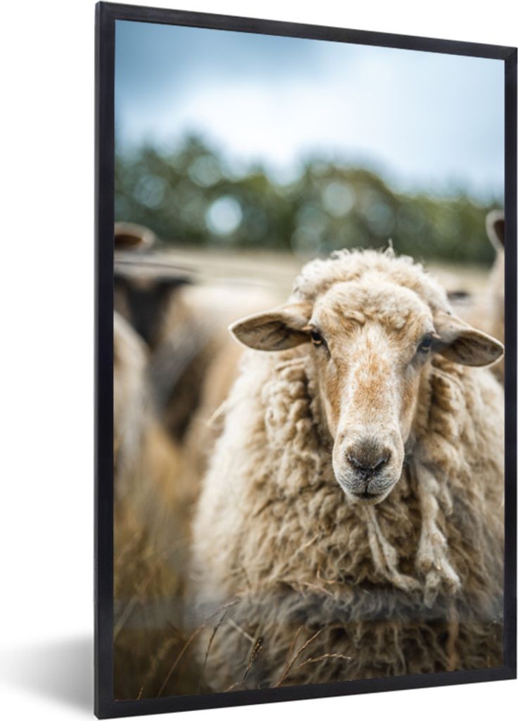 MuchoWow Gerahmtes Poster Porträt eines Schafes 20x30 cm - Poster mit Schwarzem Bilderrahmen Wandposter Rahmen Foto Bilder - Drucken - Bilder Po...