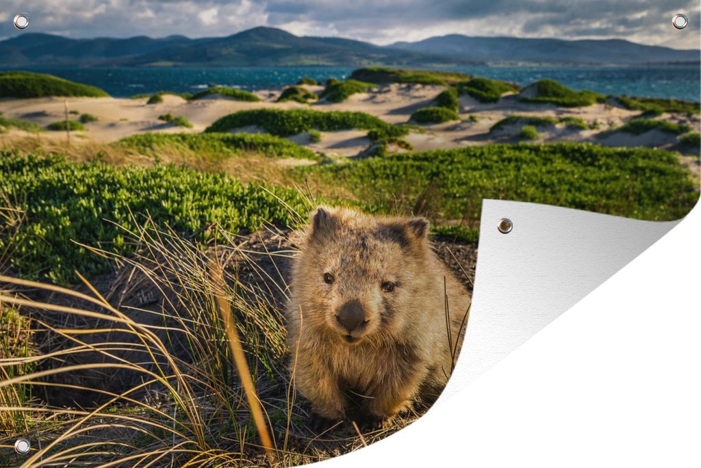 MuchoWow 90x60 cm Outdoor-Poster Gartendeko Sichtschutz Garten Poster für den Garten Ein Wombat in einer grünen Umgebung
