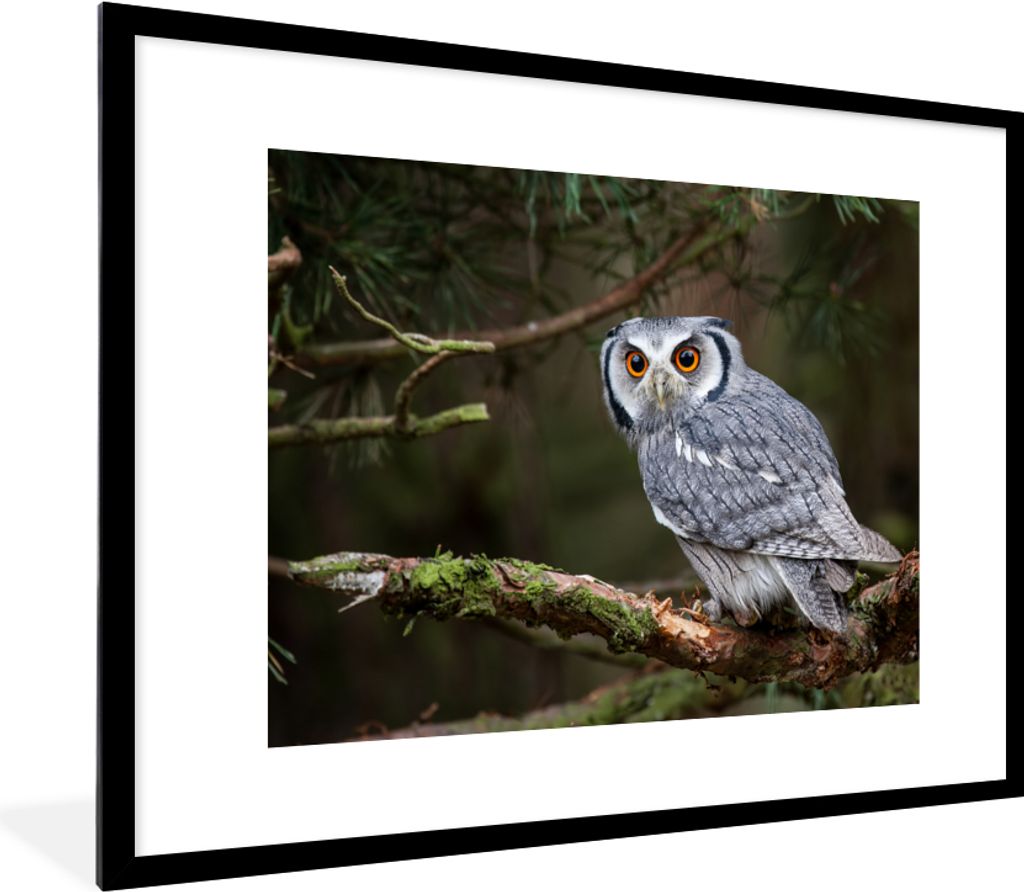 MuchoWow® Gerahmtes Poster Eule - Vogel - Äste - Natur Produktbild 