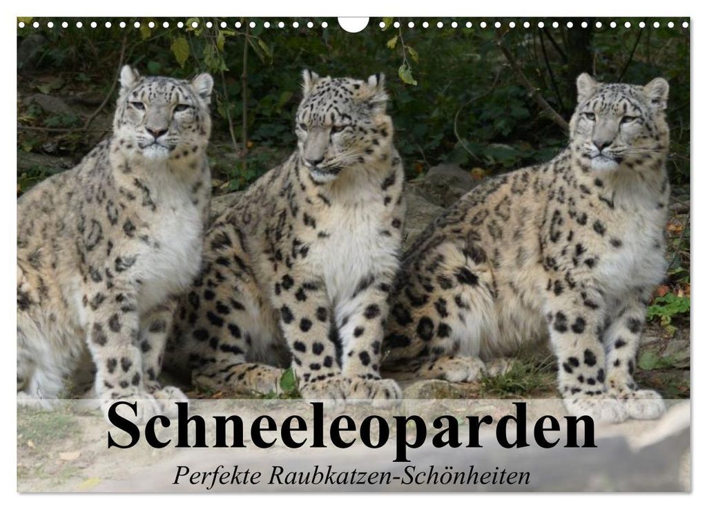Schneeleoparden. Perfekte Raubkatzen-Schönheiten (Wandkalender 2027 DIN A3 quer), CALVENDO Monatskalender