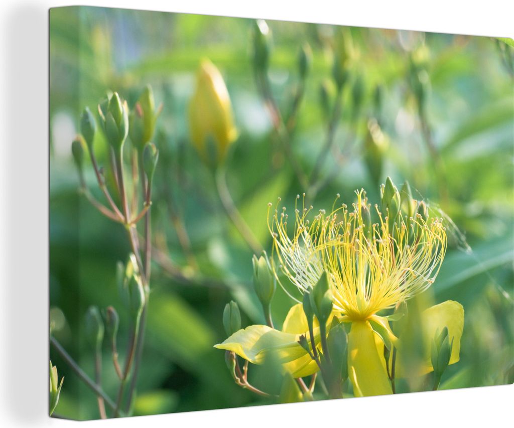 OneMillionCanvasses - Leinwandbilder - 140x90 cm, Nahaufnahme des Johanniskrauts in einer ruhigen Landschaft, Wandbilder Kunstdruck Wanddekoratio...