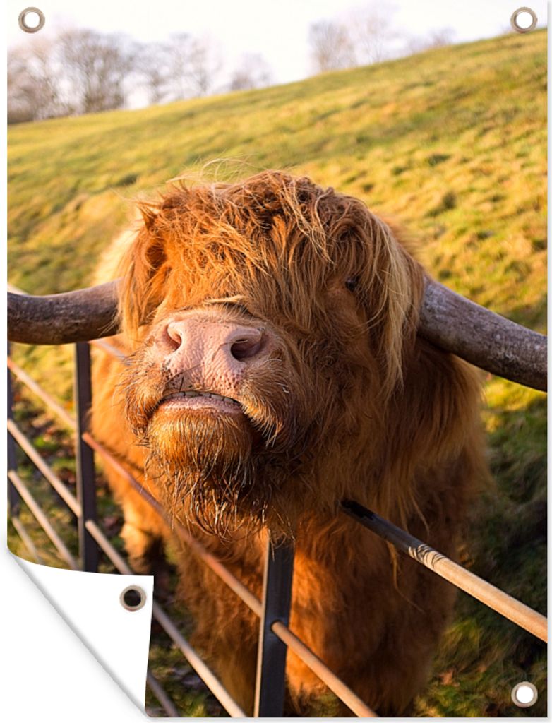 MuchoWow 60x80 cm Outdoor-Poster Gartendeko Sichtschutz Garten Poster für den Garten Scottish Highlander - Zaun - Gras
