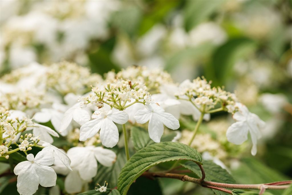 Viburnum plicatum 'Kilimandjaro' -R-, Japanischer Schneeball, 60–80 cm