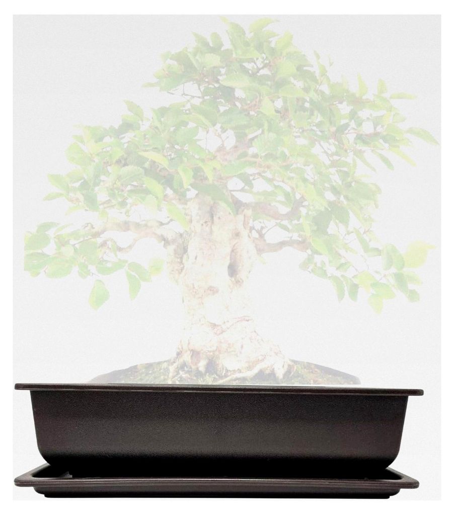 Pflanzschale 40 x 30 x 10 cm aus Kunststoff – rechteckiger Pflanzkübel mit Untersetzer, frostbeständig, mit Drainagelöchern – für Bonsai, K...