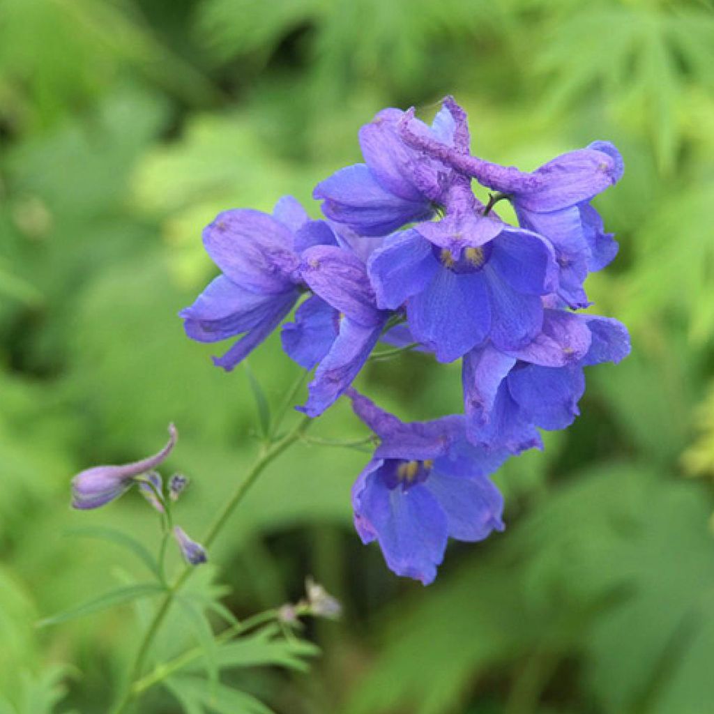6 x Rittersporn - Delphinium 'Bellamosum' | Topf 9cm x 9cm