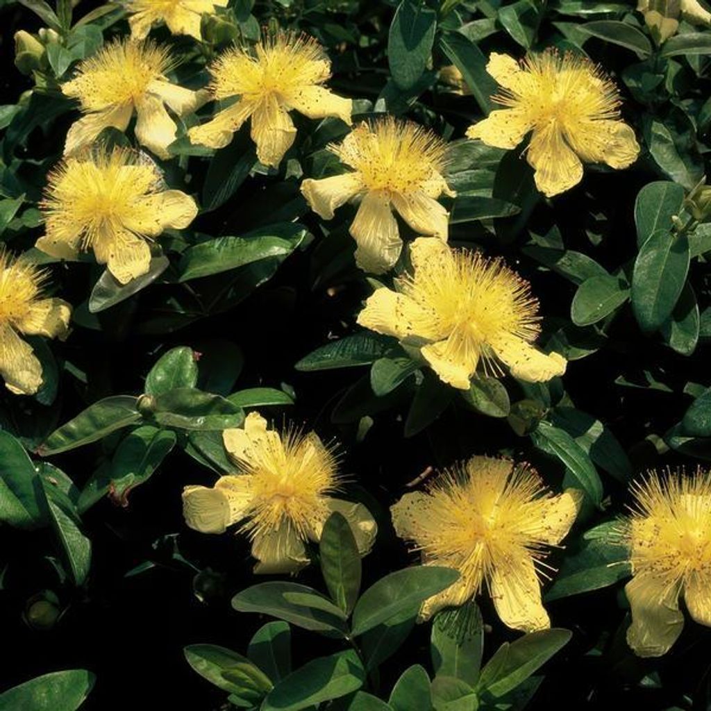 Hypericum calycinum – Großkelchiges Johanniskraut – Ø9cm – 10-25cm – 12 Pflanzen – Bodendecker & pflegeleicht – gelbe Blüten von ...