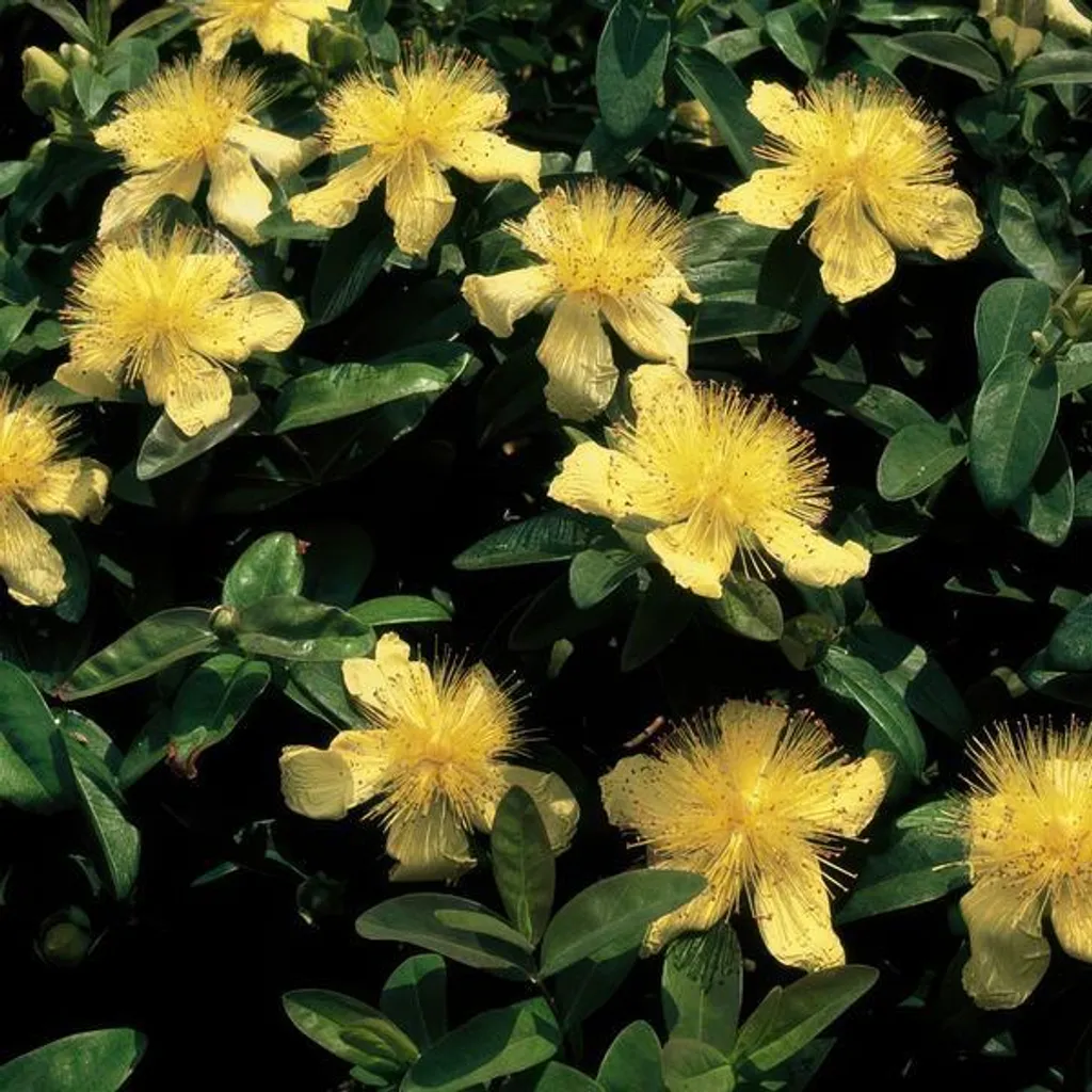 Millepertuis Hypericum calycinum fleurs jaunes entretien facile x12