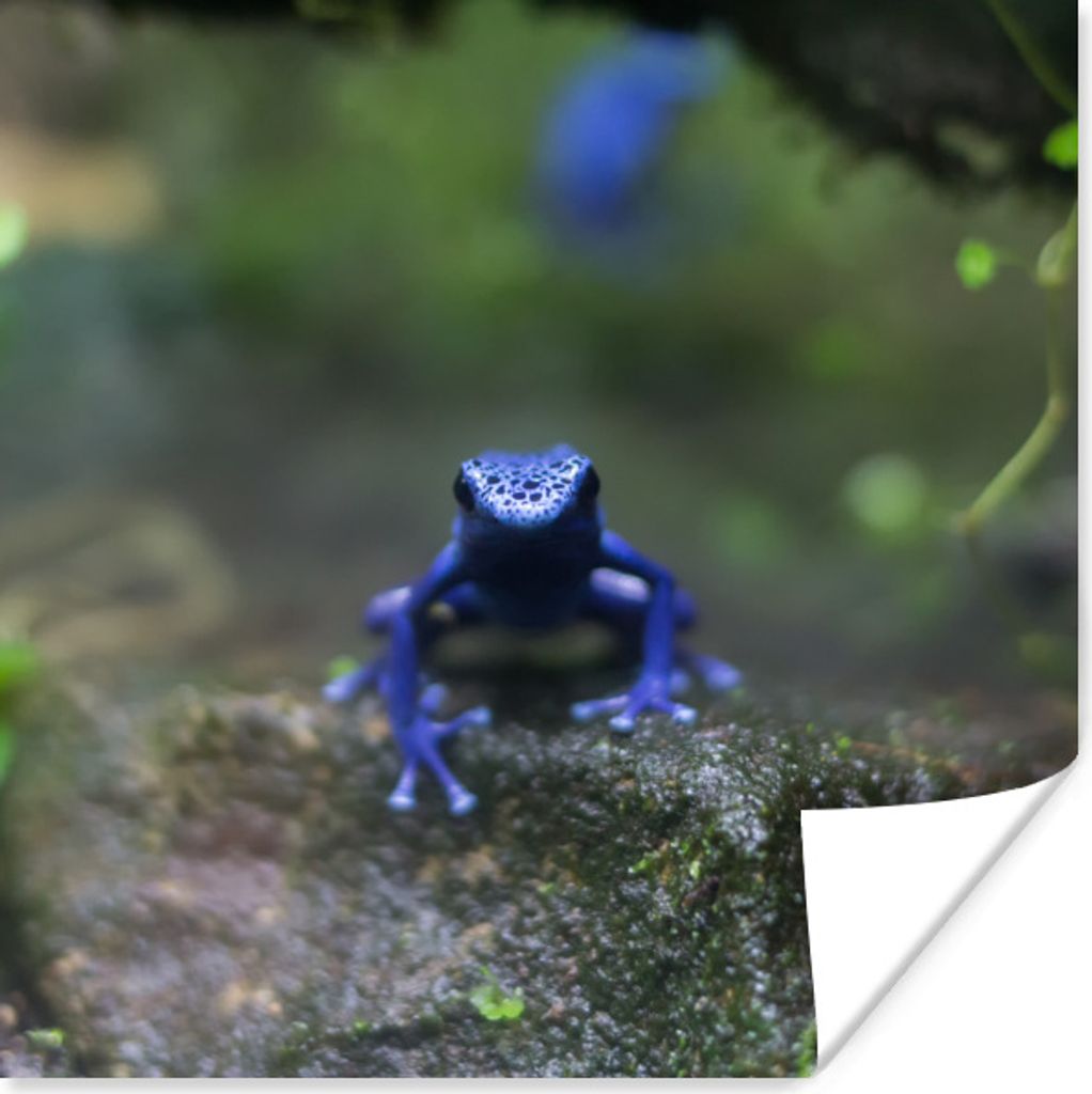 MuchoWow Poster Blauer Frosch im Dschungel 30x30 cm - Wandposter - Printing
