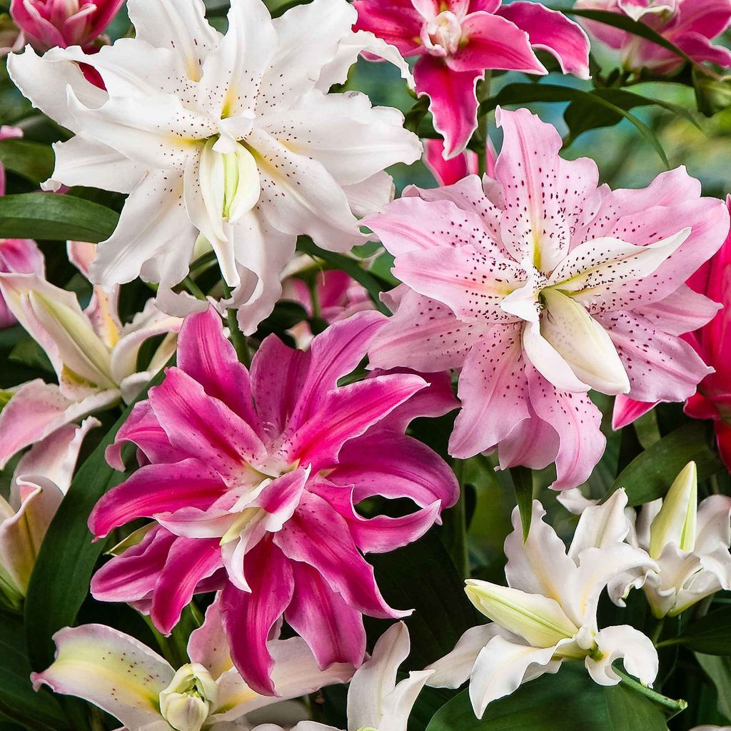 Bakker.com - Doppelblütige Lilien Mischung 'The Roses' (x3), Das beutel von 3 blumenzwiebeln / umfang 16-18cm, verkauft im 2er-Pac