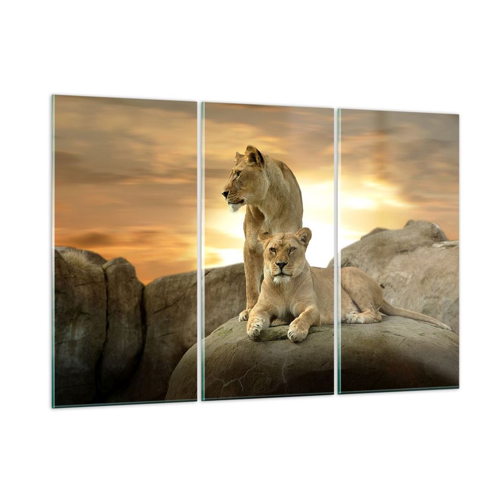 Bilder auf glas - Löwen Sonnenuntergang Felsen Krallen - 165x110cm - Glasbilder - Wandbilder - Kunstdruck - Wanddekoration aus Glas - Glas Bilder ...