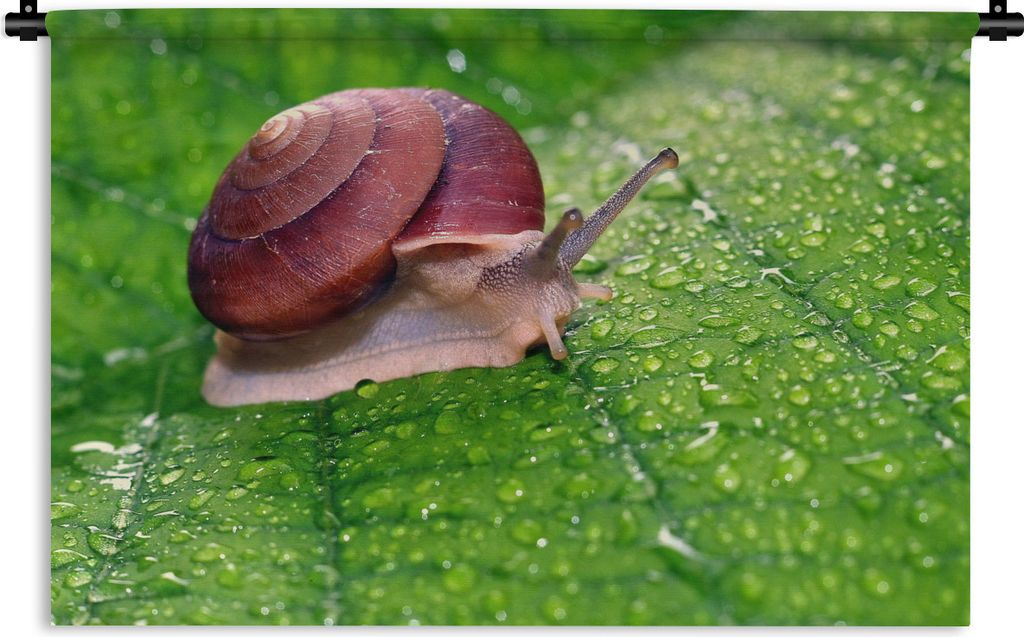 MuchoWow Wandteppich Wandbehang Schnecke sitzt auf einem Blatt im Regen 150x100 cm Tapisserie Dekoration Wandtuch - Waschbar - Tapisserien - Wand...
