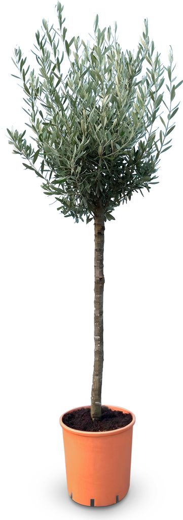Sunny Tree - Hochstämmiger Olivenbaum 160 Zentimeter hoch - Produktbild 