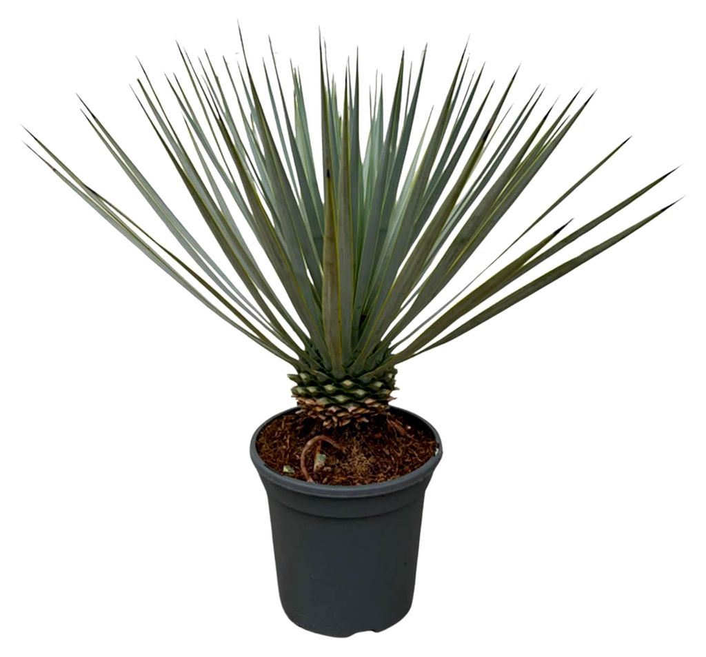 Trendyplants - Yucca Rostrata - Winterhart - Gartenpflanze - Höhe 40-60 cm - Topfgröße Ø21cm