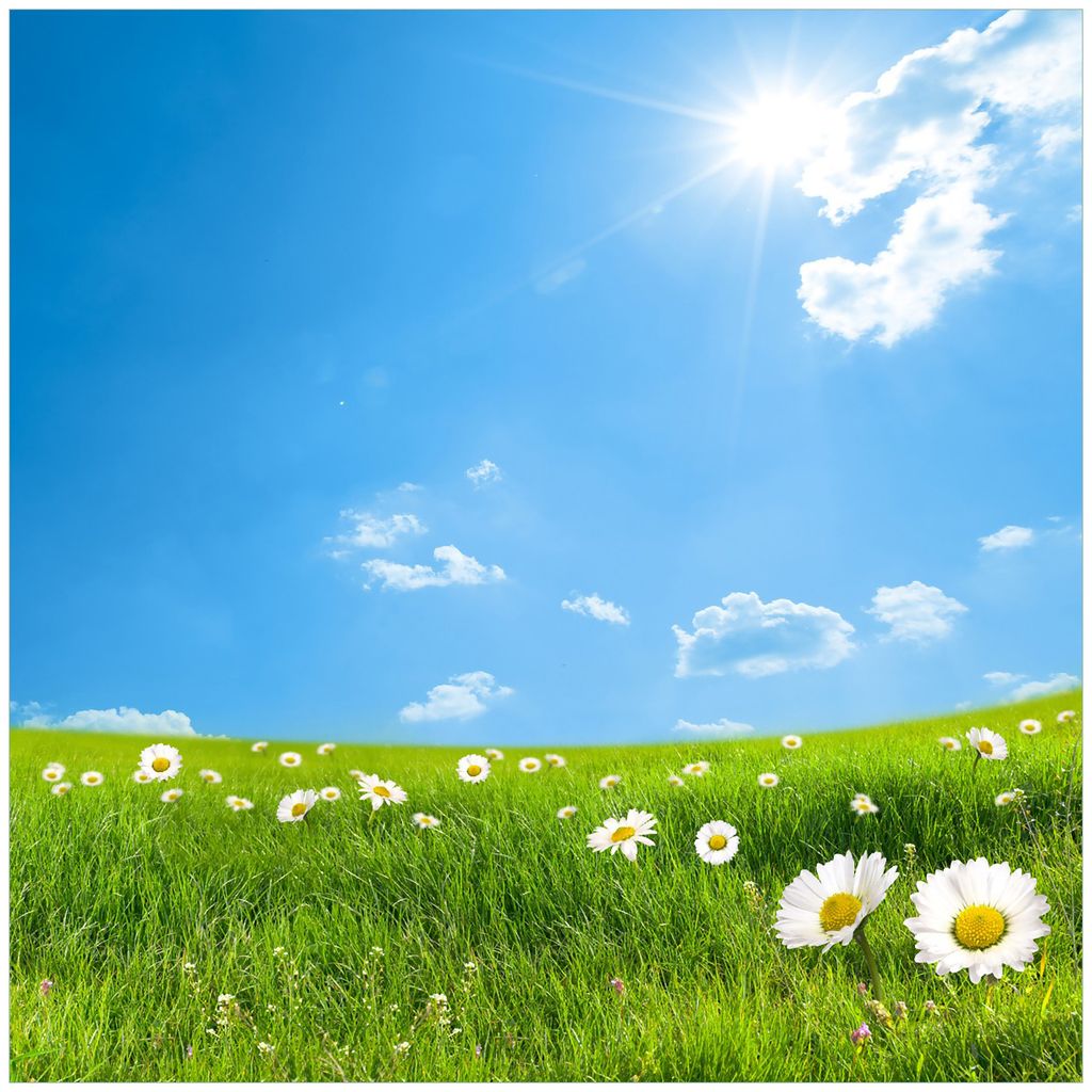 Wallario Magnet für Kühlschrank / Geschirrspüler, magnetisch haftende Folie - 60 x 60 cm, Motiv: Sommerwiese - Weiße Gänseblümchen vor blauem...