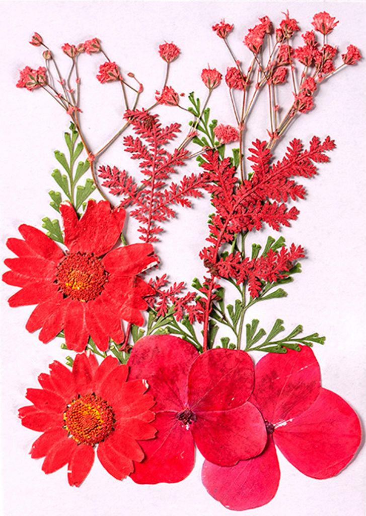 10 Stück gepresste Trockenblumen, flach, echte getrocknete Blüten, ganz natürlich gefärbte Trockenblumen für Heimwerker, Basteln, Scrapbooking...