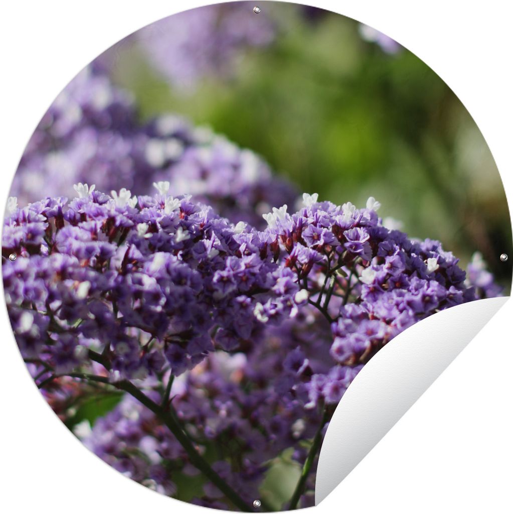 MuchoWow Gartenposter Outdoor-Poster Rund Lila Limonium-Blüten vor einem unscharfen Hintergrund Ø 90 cm Gartendeko Rundes Poster draußen