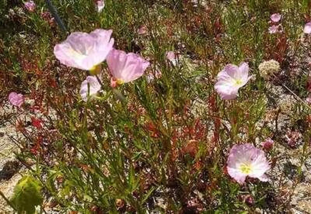 6 Onagres Siskiyou en pot - Solution couvre-sol pour sols secs et pauvres