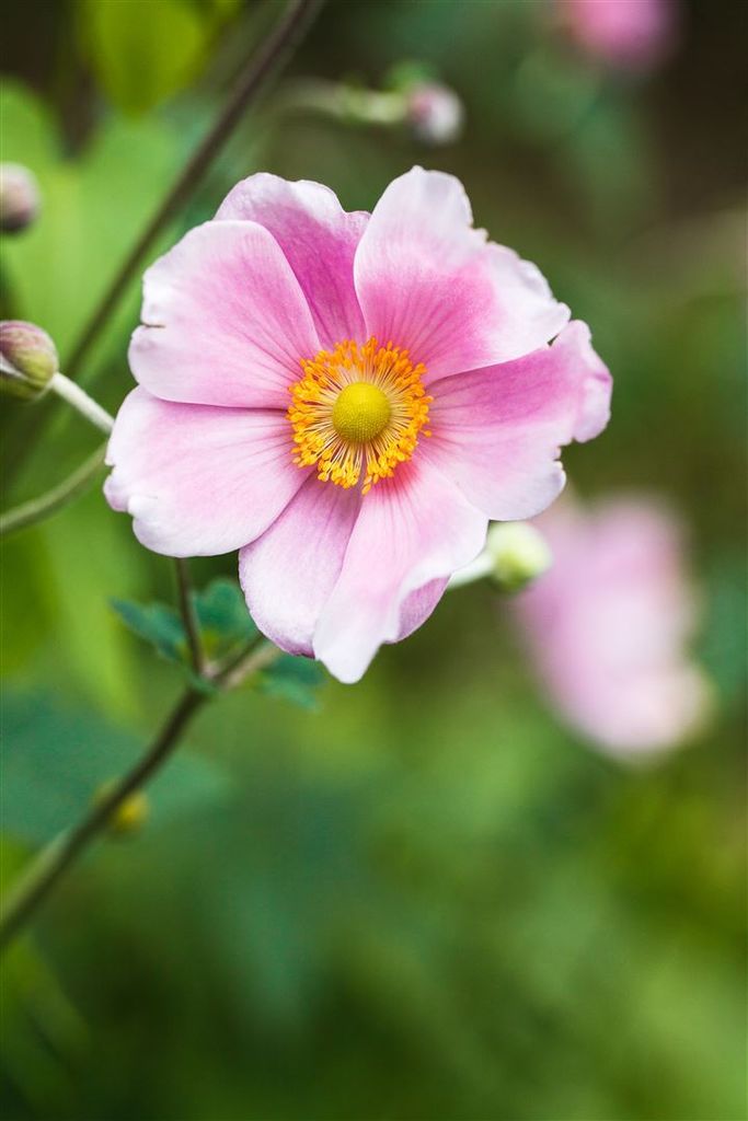 Anemone hupehensis 'Pink Saucer', Herbst-Anemone, rosa, 2 Liter Container