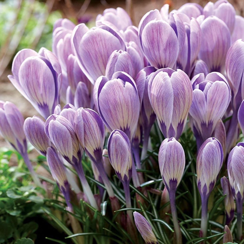 Kvetinové cibuľky Cibuľky Crocus Veľkokvetý Crocus Striped Obrázok produktu 
