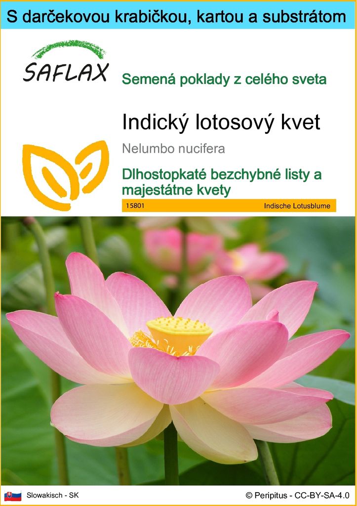 SAFLAX Darčeková sada - Indický lotosový kvet - Nelumbo Obrázok produktu 