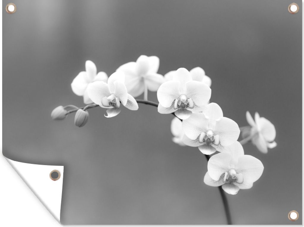 MuchoWow 120x90 cm Outdoor-Poster Gartendeko Sichtschutz Garten Poster für den Garten Orchidee - Blumen - Pflanze - Weiß - Lila
