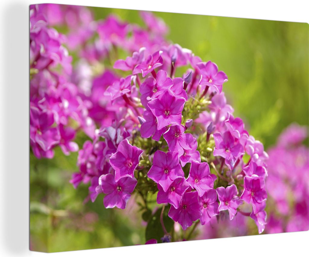 OneMillionCanvasses - Leinwandbilder - 140x90 cm, Lila alternde Flammenblumen, Wandbilder Kunstdruck Wanddekoration - Foto auf Leinwand - Gemäld...