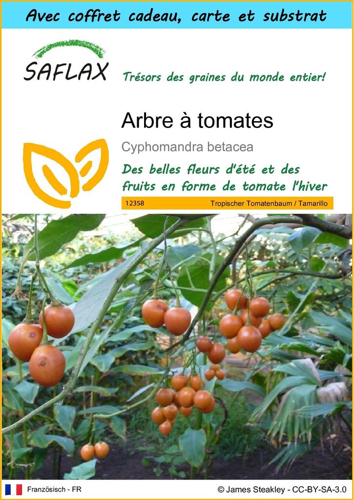 SAFLAX Ensemble-cadeau - Arbre à tomates - 50 graines - Image du produit 