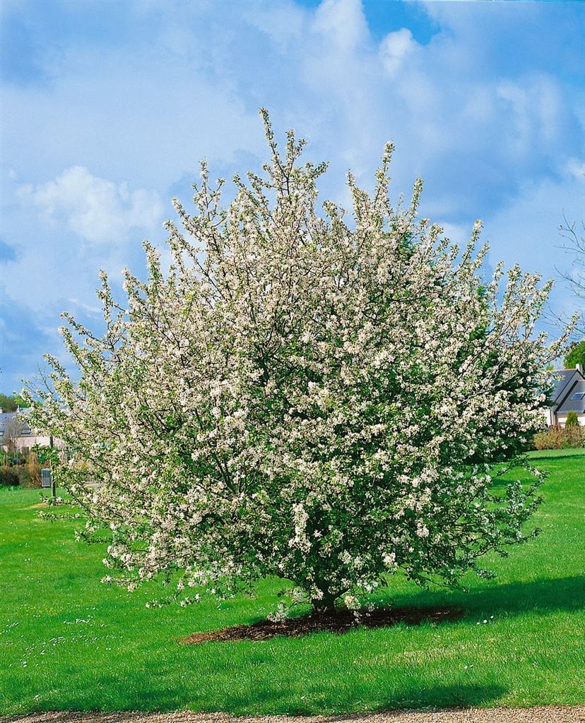 Malus sylvestris, Wildapfel, 60–100 cm Produktbild 