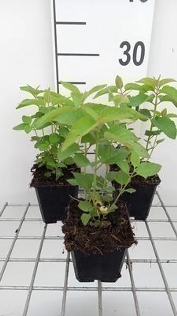 Monarda Elsie's Lavender : 6 plantes robustes pour jardin ensoleillé
