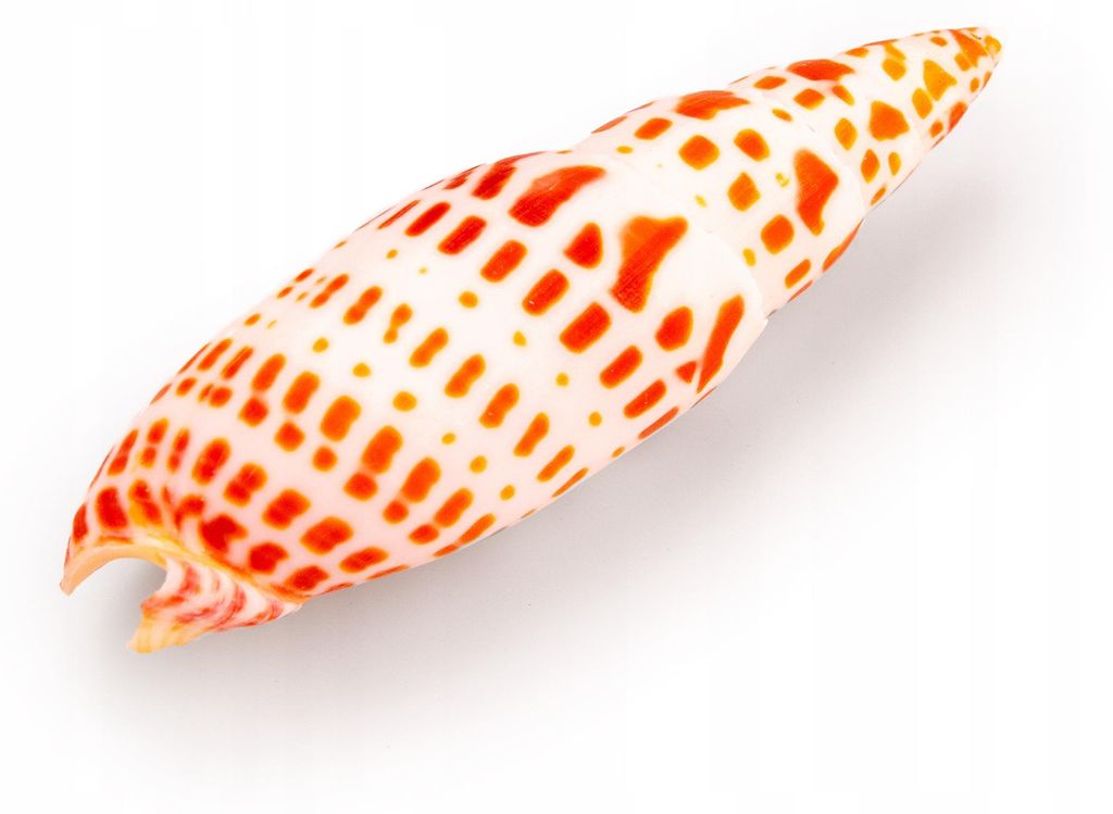 Aquarium Dekoration Mitra Mitra Muschel Naturdeko für Zierfische, Cichliden und Welse, ca. 8 cm, natürliche Optik