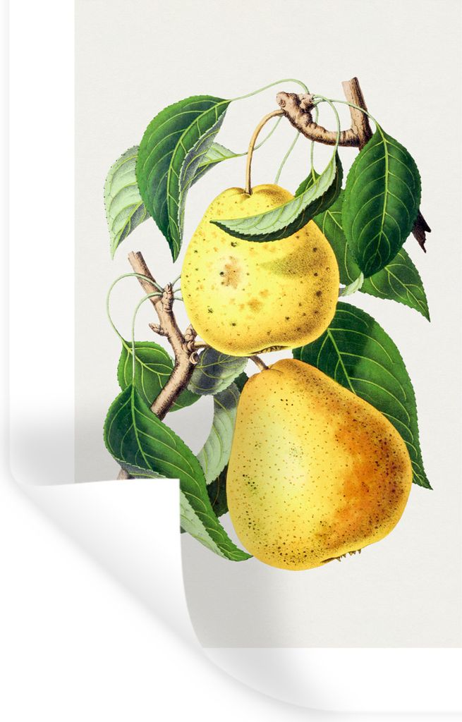 MuchoWow Wandtattoo Wandsticker Wandaufkleber Birnen - Lebensmittel - Obst 20x30 cm Selbstklebend und Repositionierbar - Sticker - Dekorfolie