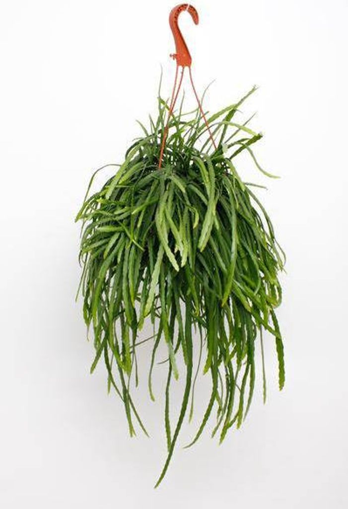 Lepismium bolivianum – Blattkaktus – Zimmerpflanze hängend – Ø17cm – Höhe ca. 25cm – exotische Hängepflanze pflegeleicht