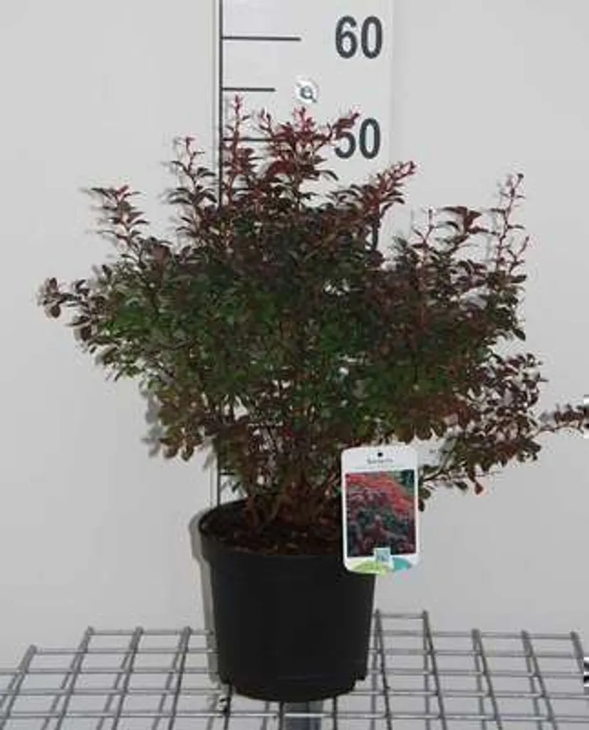 Stop aux Intrusions : Clôture Naturelle avec Berbéris Pourpre 30-40 cm