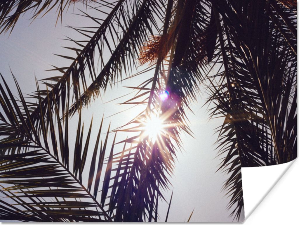 MuchoWow Poster Palmwedel - Sonne - Sommer 40x30 cm - Plakate für die Wände - Poster Wohnzimmer