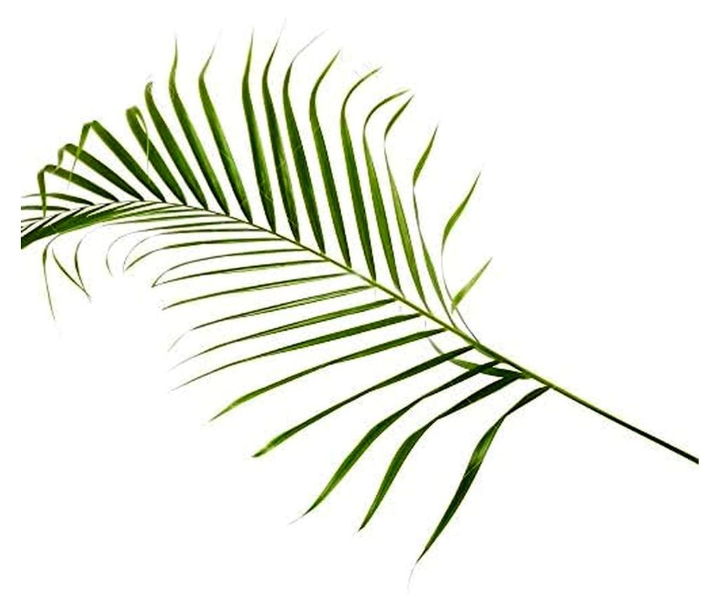 Chamaedorea Elegans - Bergpalme – Zimmerpflanze für Zuhause oder Büro