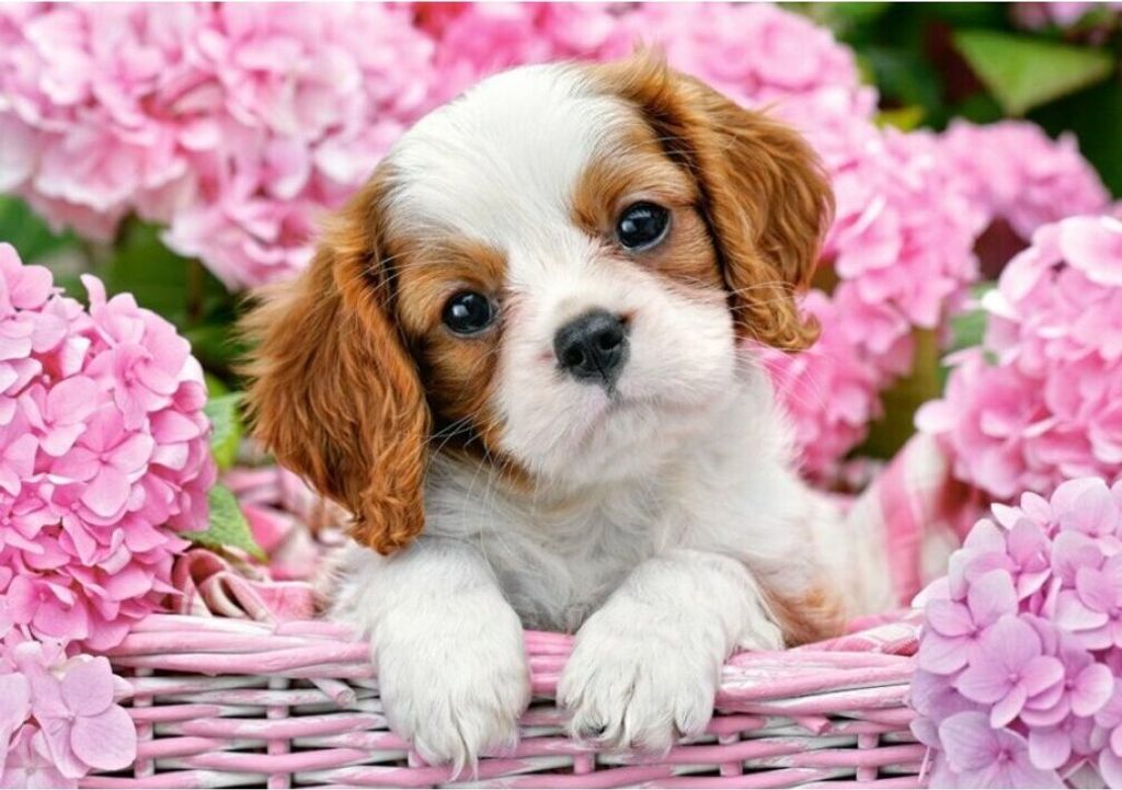 Castorland Pup in Pink Flowers Puzzle 180 Teile B-018185