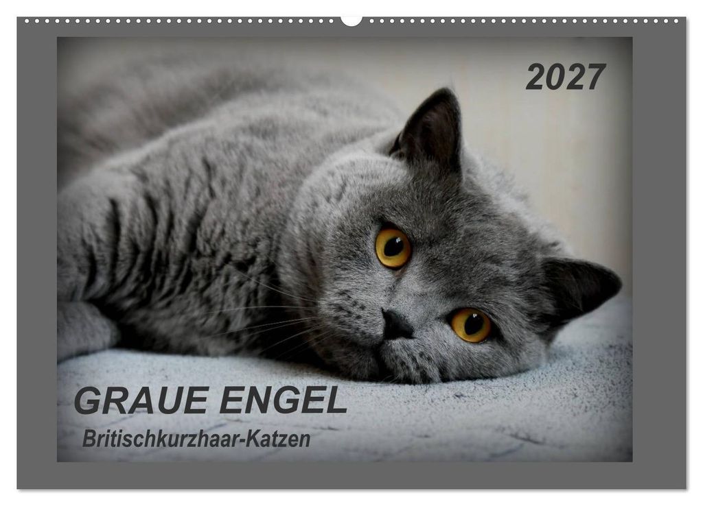 GRAUE ENGEL Britischkurzhaar-Katzen (Wandkalender 2027 DIN A2 quer), CALVENDO Monatskalender