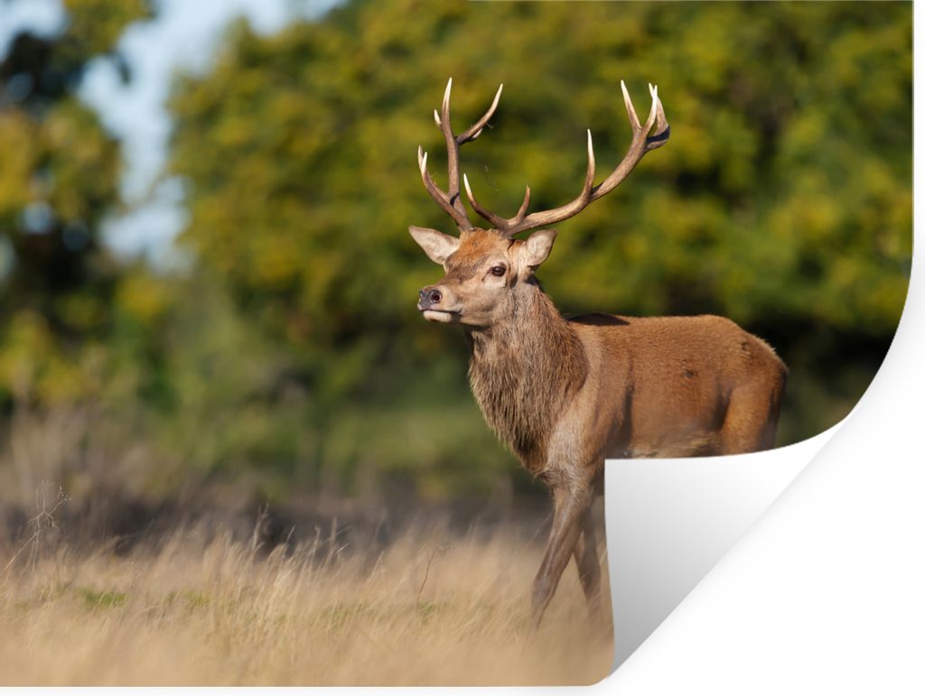 MuchoWow Wandtattoo Wandsticker Wandaufkleber Tiere - Hirsche - Geweihe - Waldtiere - Natur 160x120 cm Selbstklebend und Repositionierbar - Selbs...
