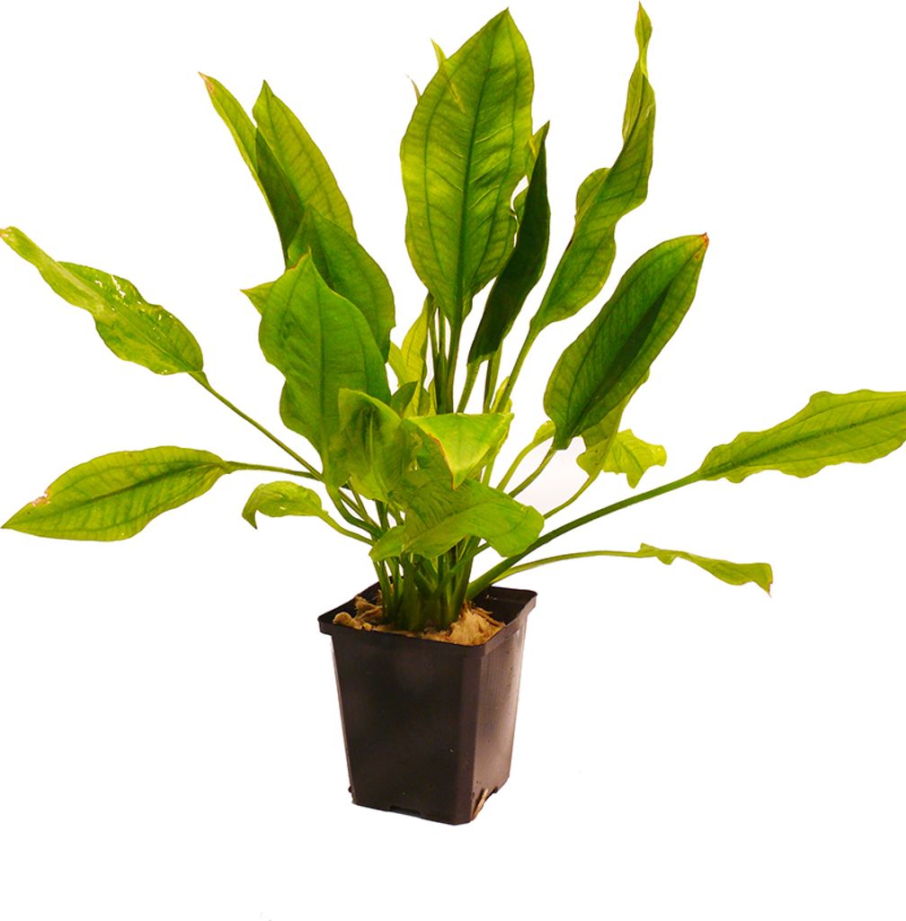 Mutterpflanze Bleher's Schwertpflanze (Echinodorus bleheri) 30-40cm