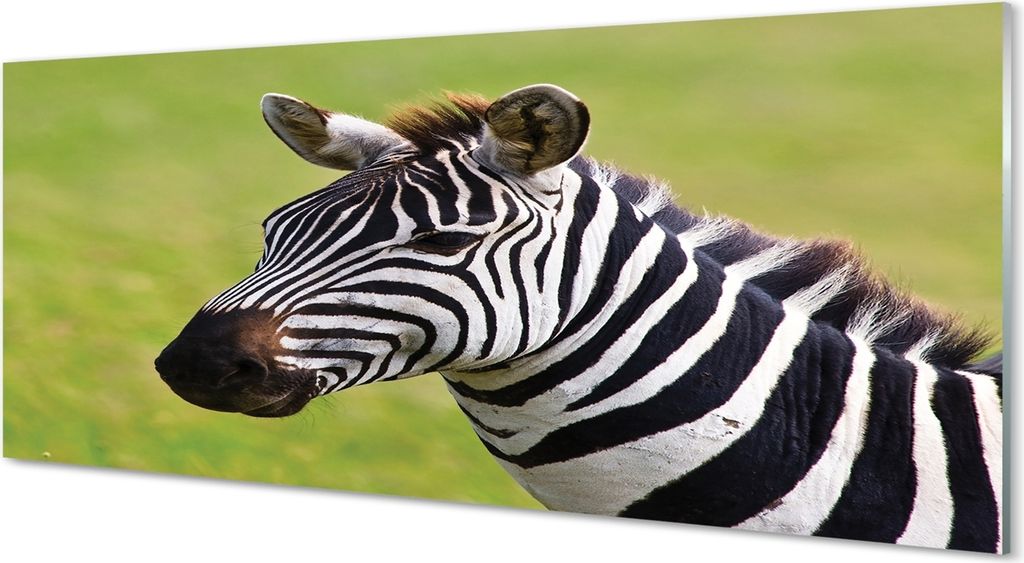 Glasbilder 125x50 Wandkunst Zebra